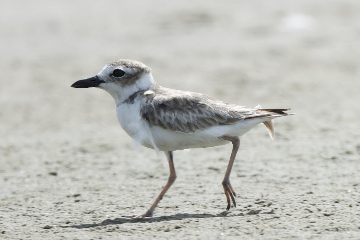 Wilson's Plover - ML640298872