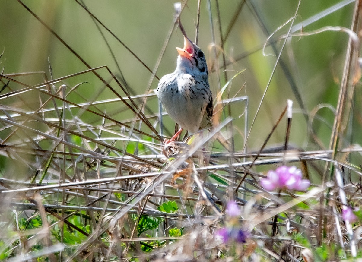 Henslow's Sparrow - ML640298880