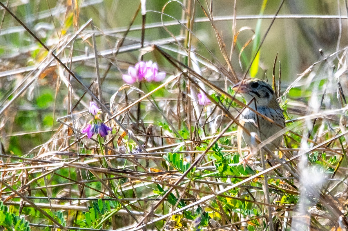 Henslow's Sparrow - ML640298881