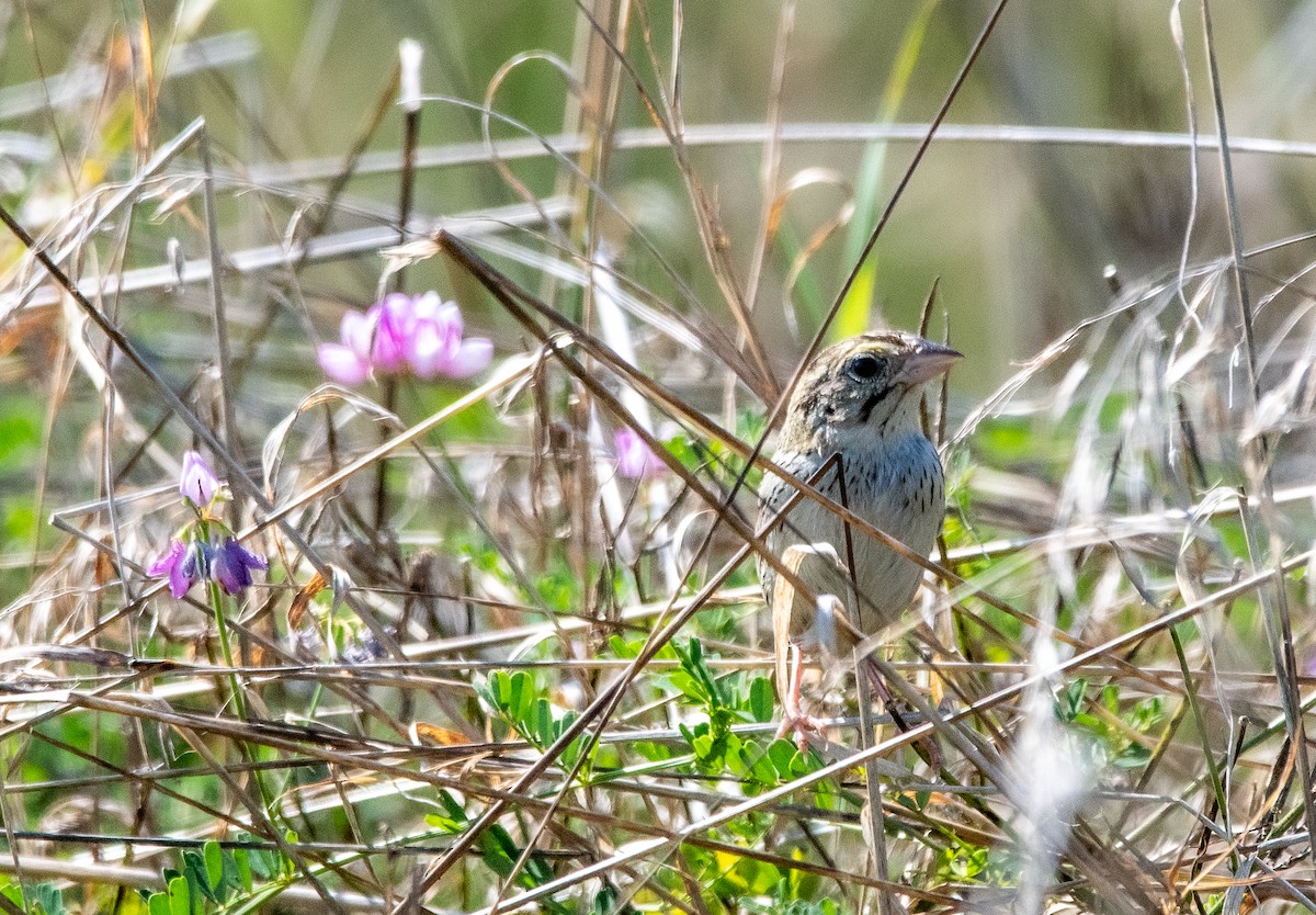 Henslow's Sparrow - ML640298882