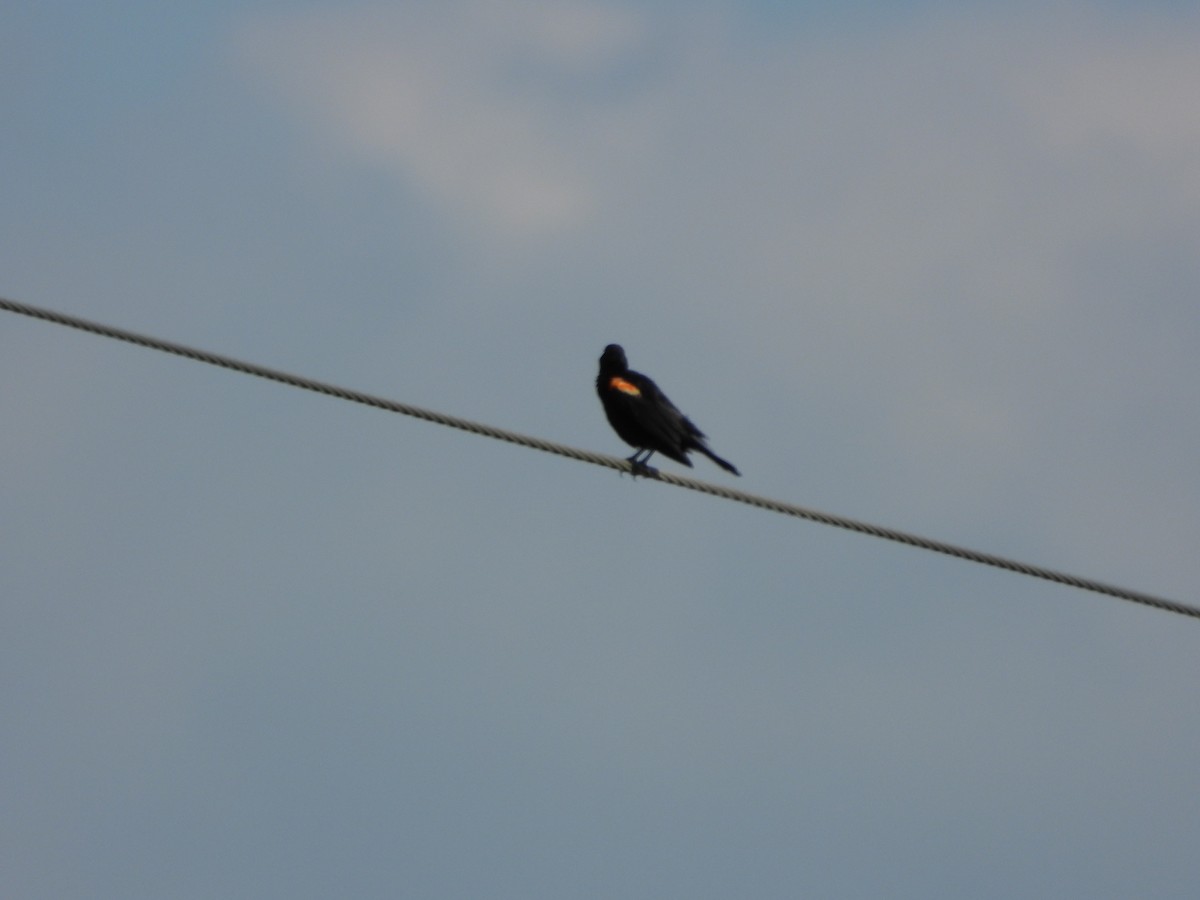 Red-winged Blackbird - ML640298886