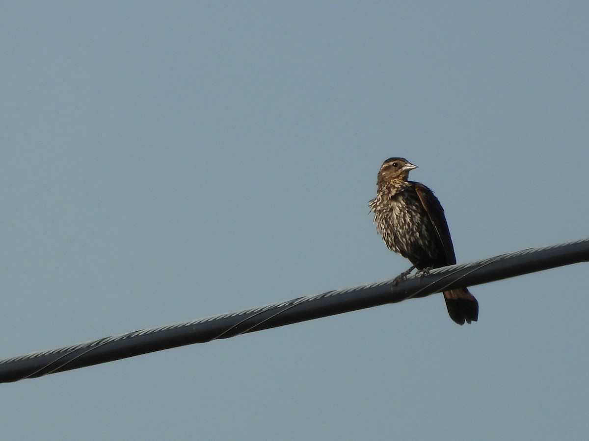 Red-winged Blackbird - ML640298887