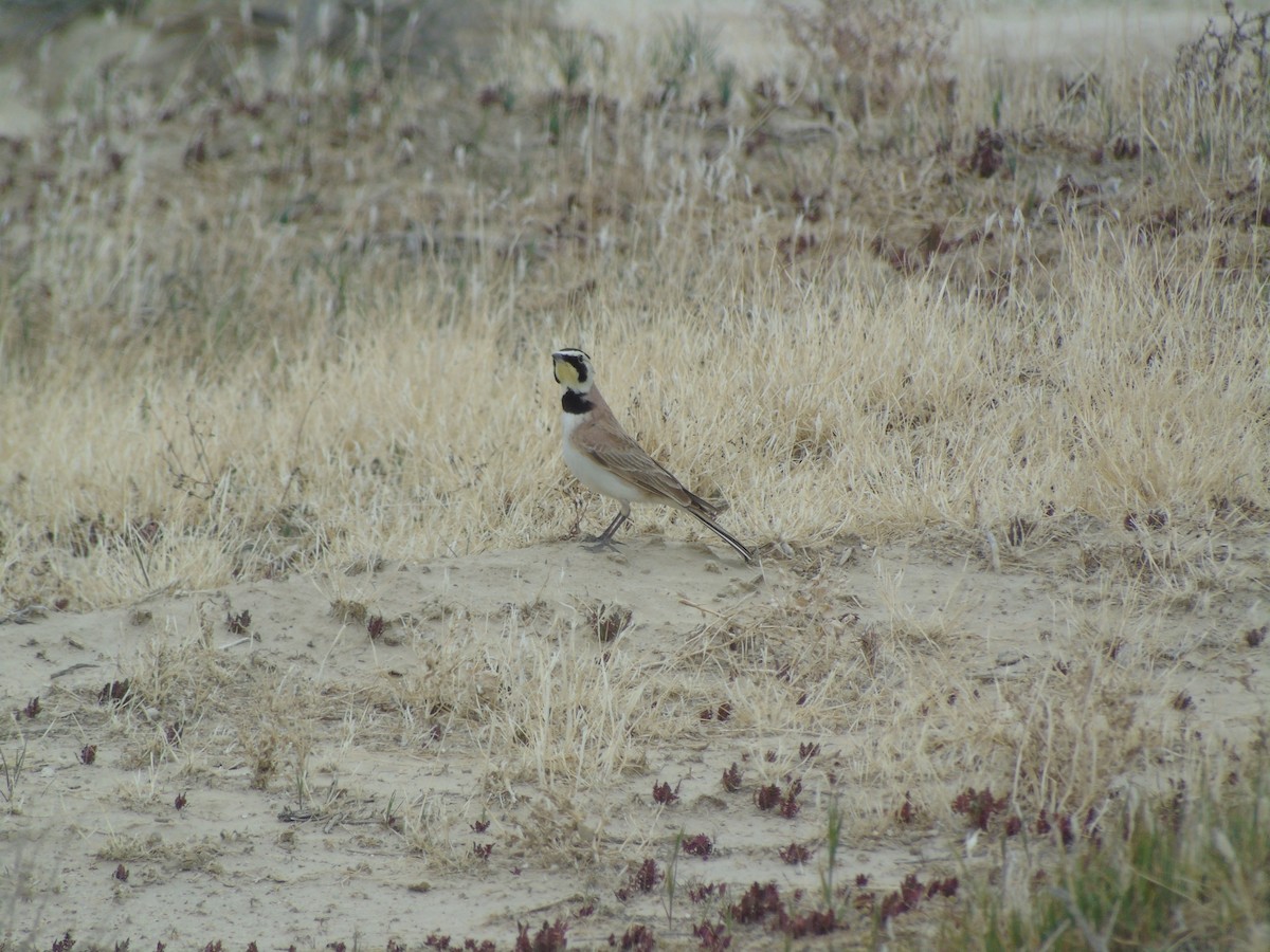 Horned Lark - ML640298888