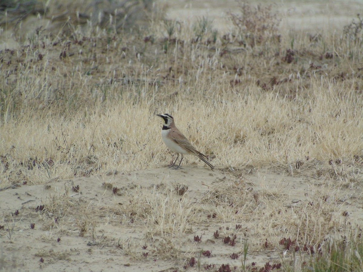 Horned Lark - ML640298889
