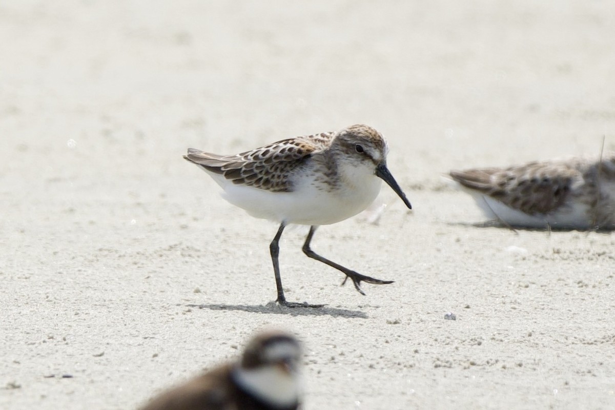 Western Sandpiper - ML640298891
