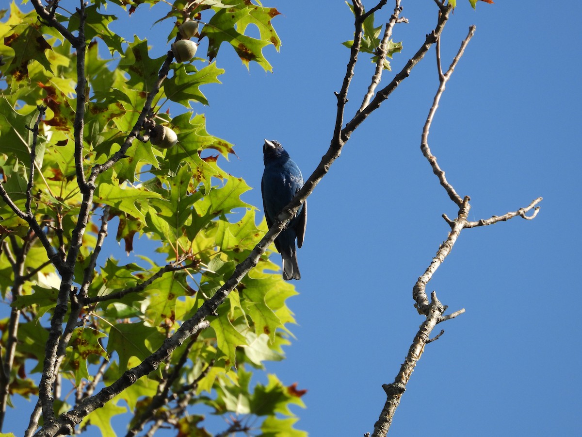 Indigo Bunting - ML640298893