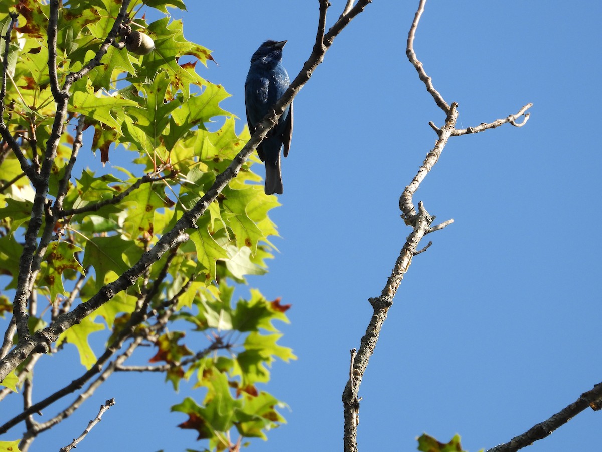 Indigo Bunting - ML640298894