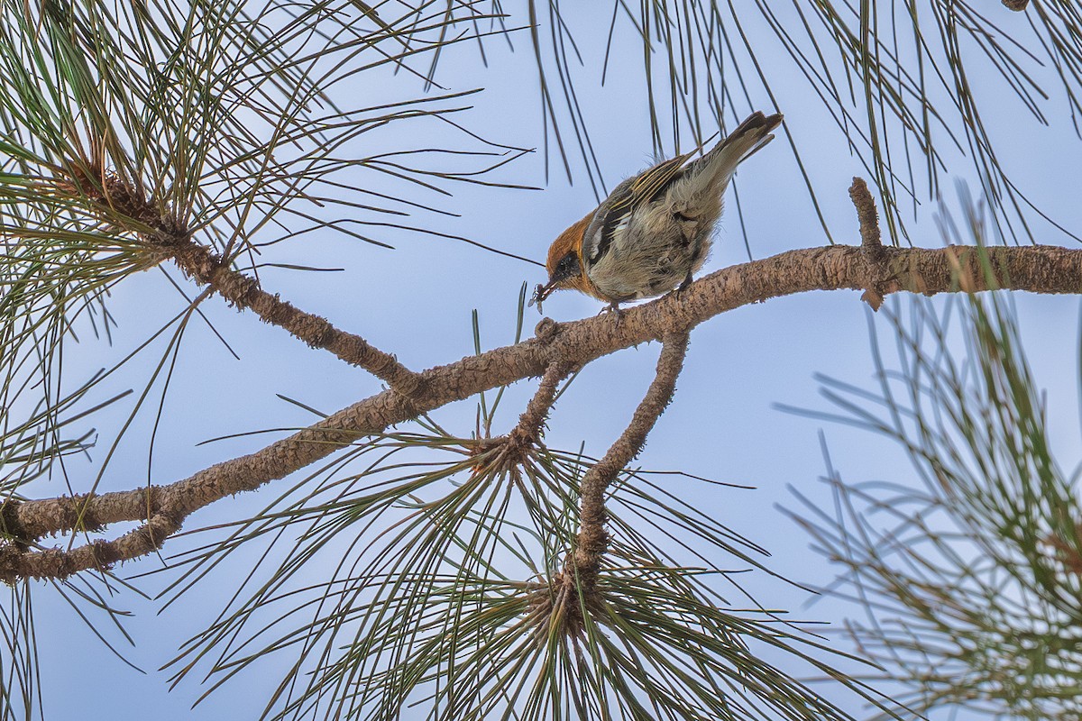 Olive Warbler - ML640298921
