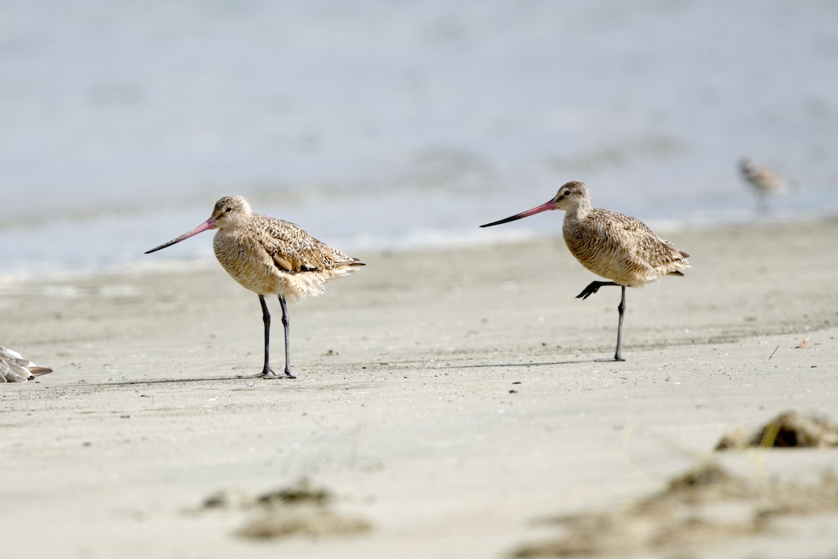 Marbled Godwit - ML640298927