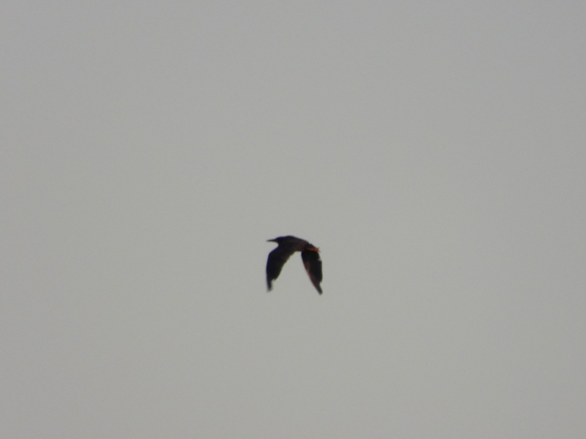 Green Heron - ML640298946