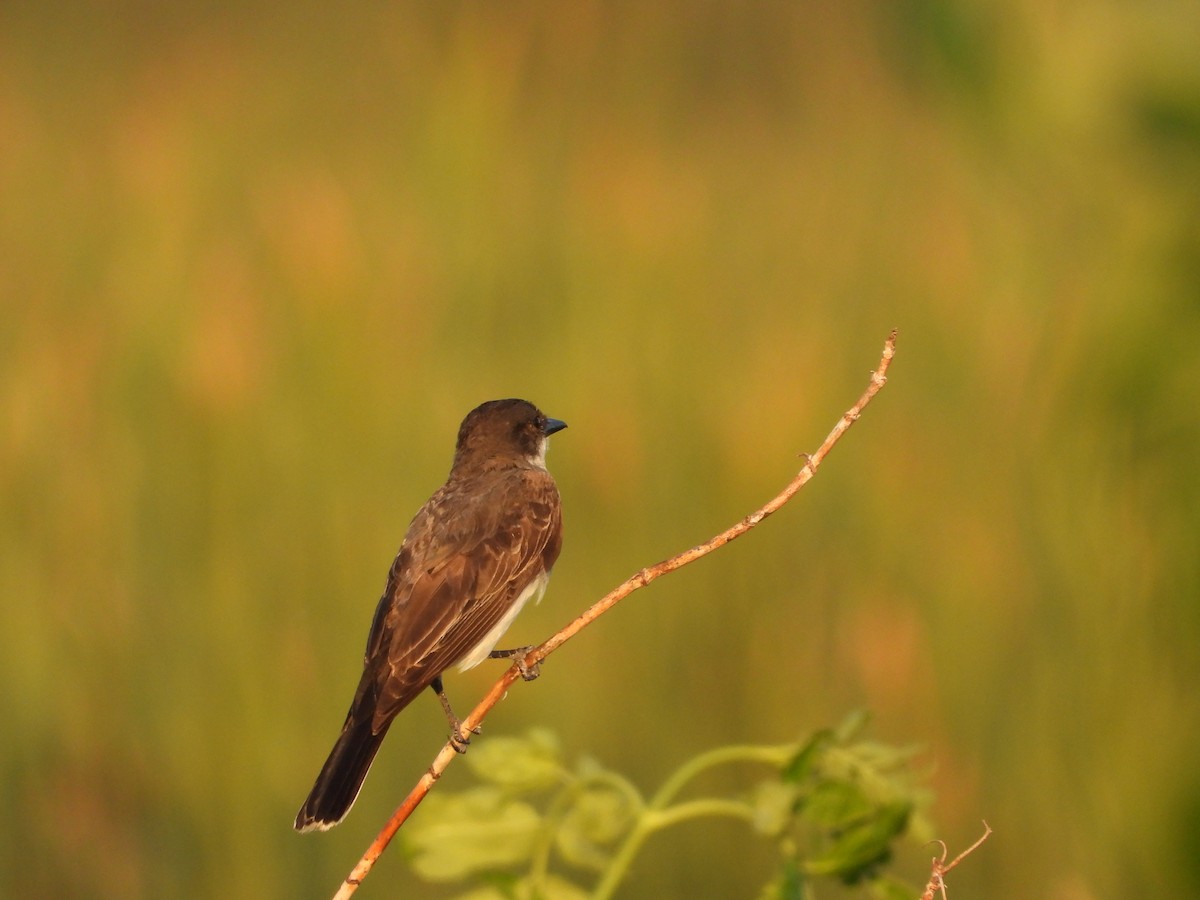 Eastern Kingbird - ML640298959