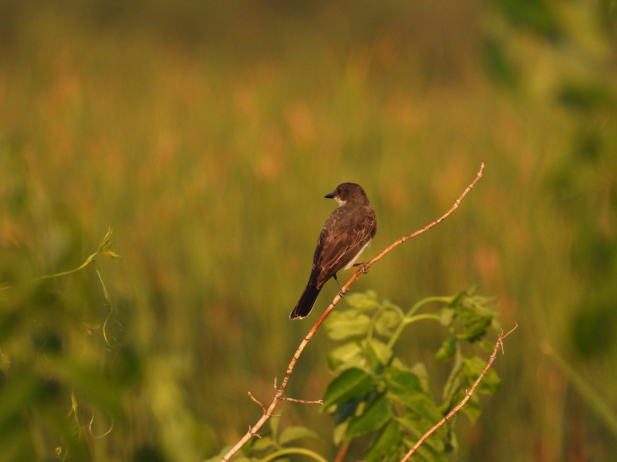 Eastern Kingbird - ML640298960