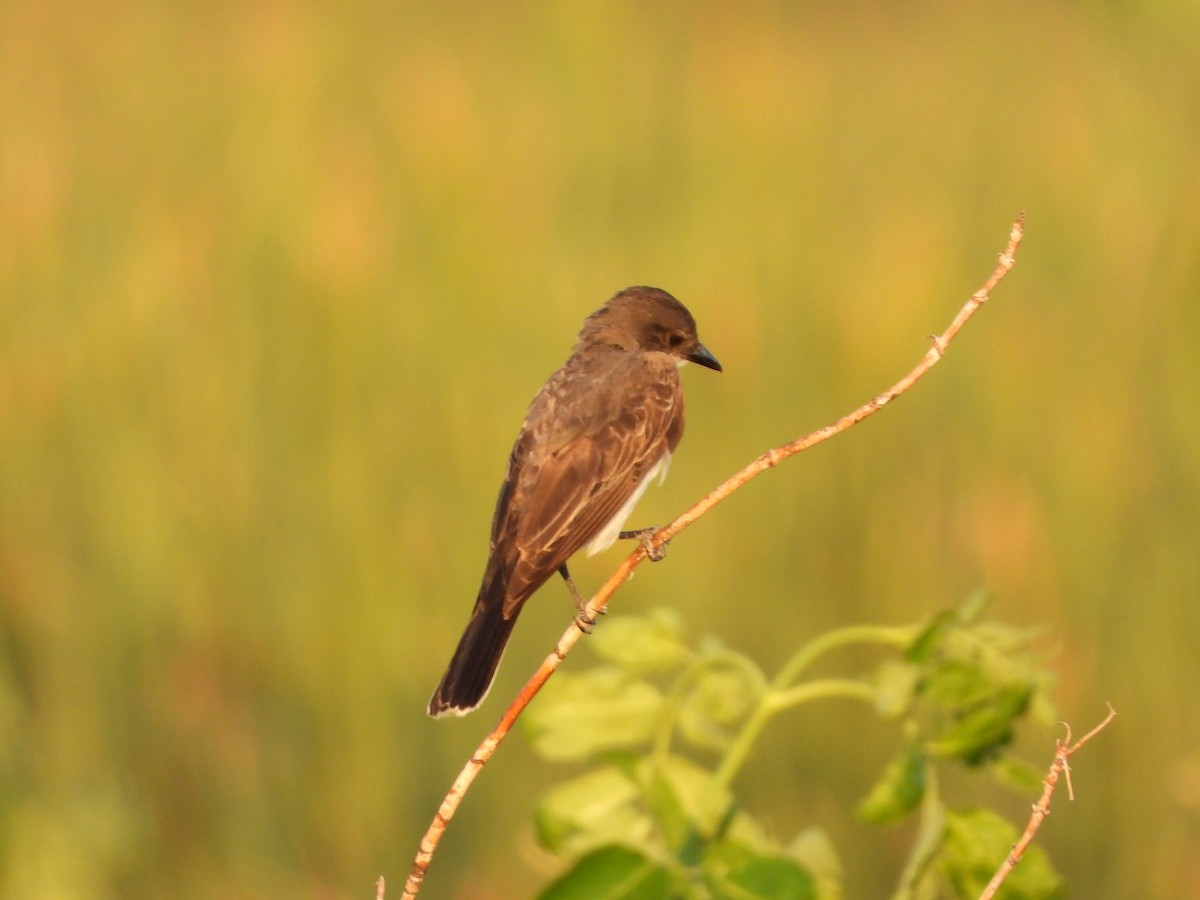 Eastern Kingbird - ML640298961