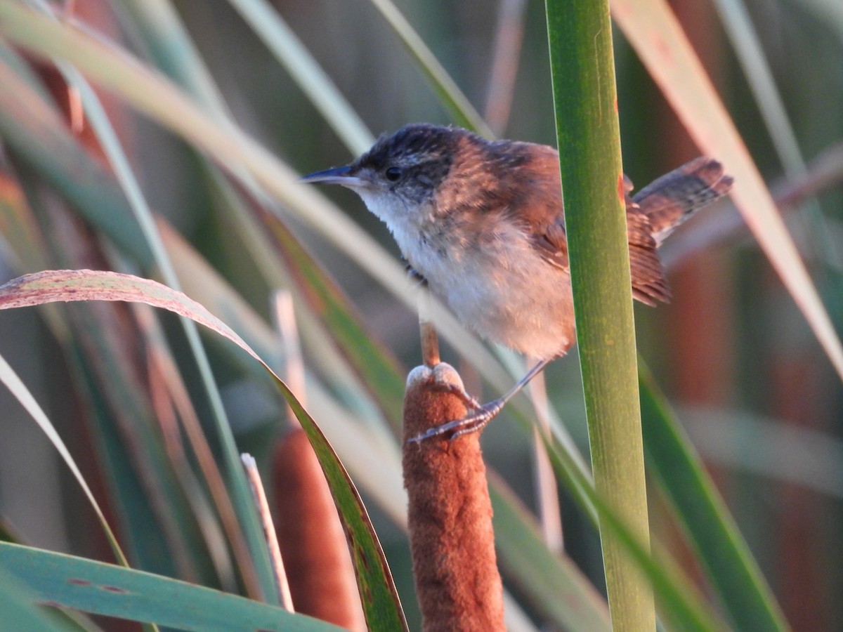 Marsh Wren - ML640298962
