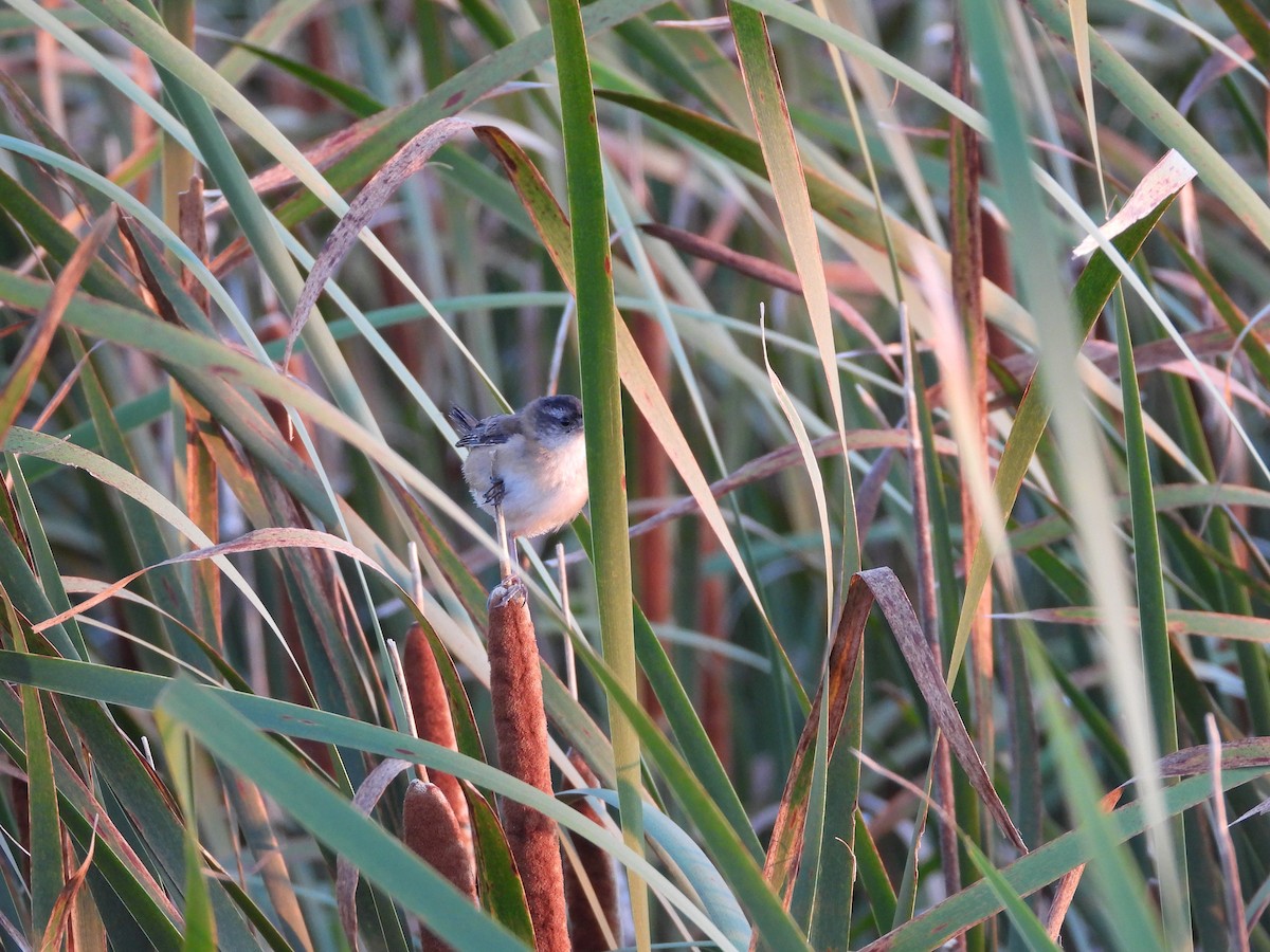 Marsh Wren - ML640298963