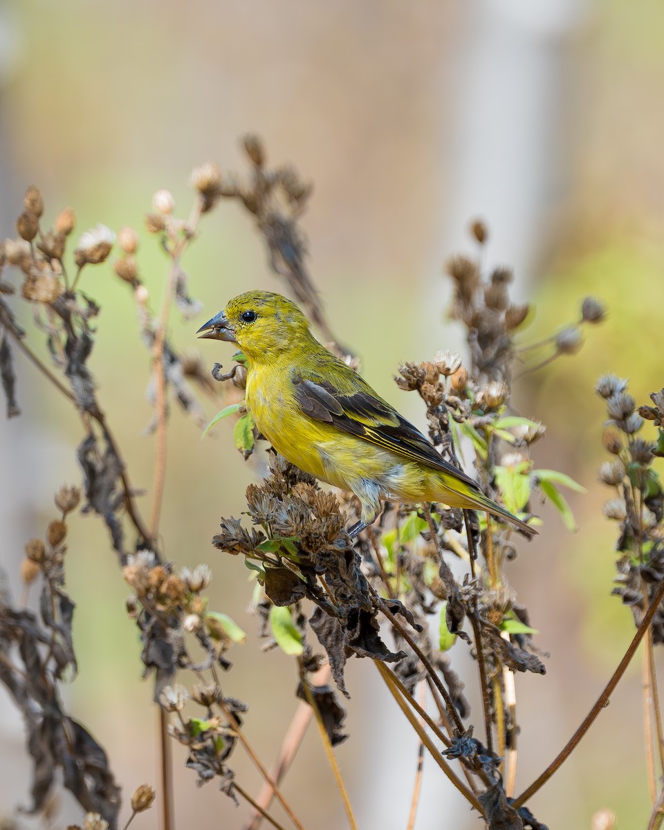 Yellow-faced Siskin - ML640298965