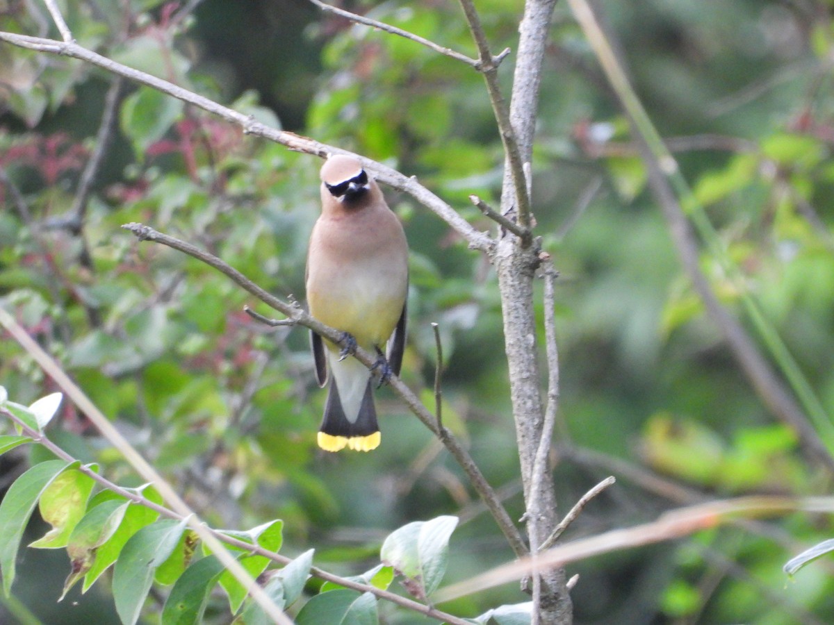 Cedar Waxwing - ML640298967