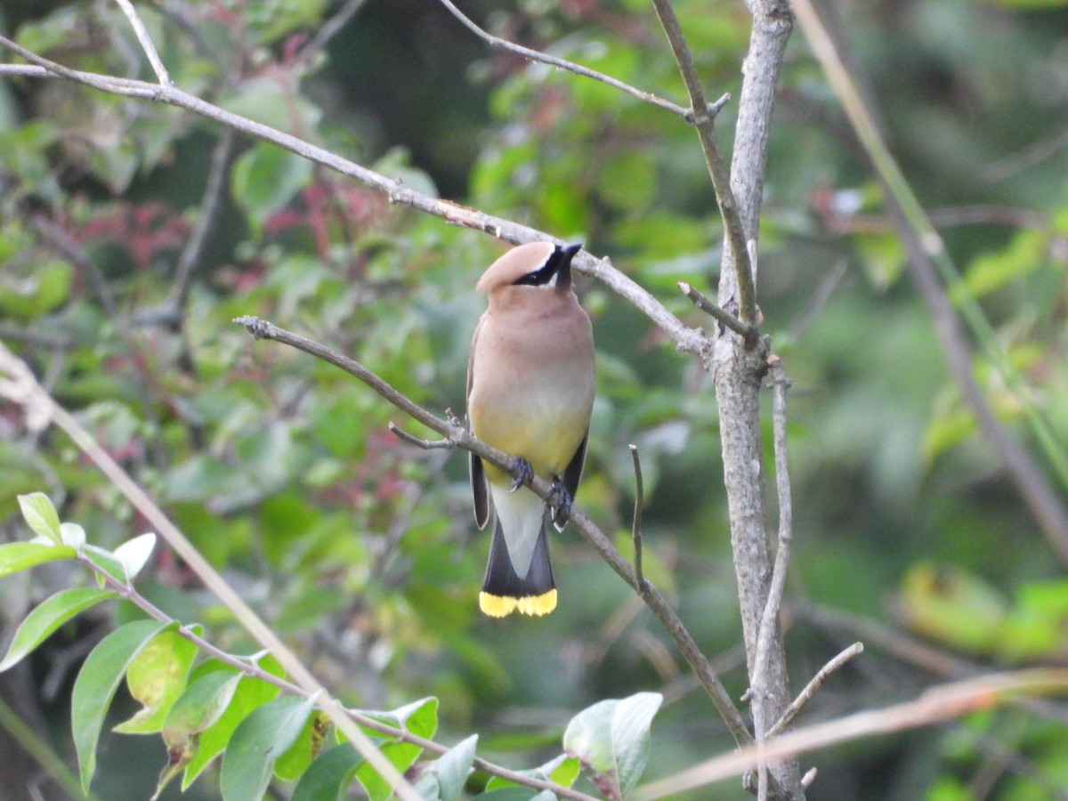 Cedar Waxwing - ML640298968