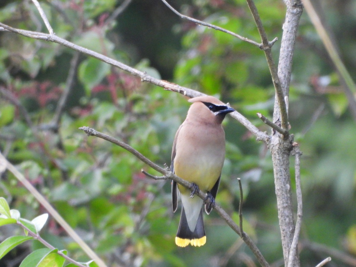 Cedar Waxwing - ML640298969