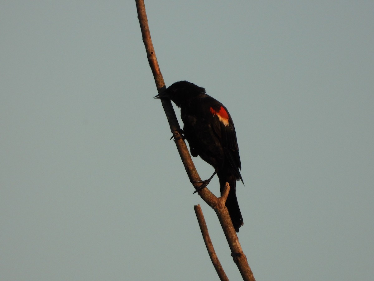 Red-winged Blackbird - ML640298977