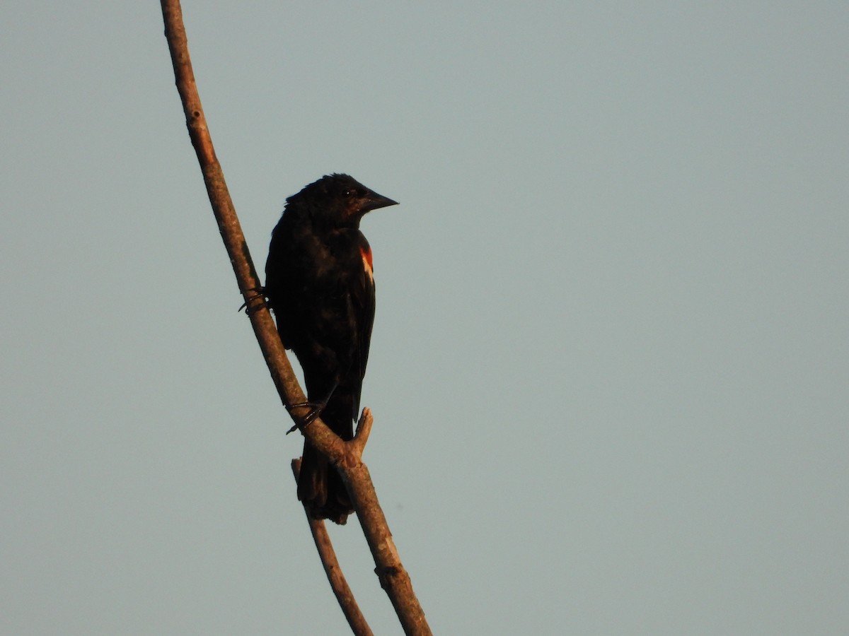Red-winged Blackbird - ML640298979