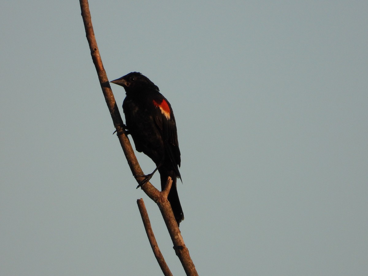 Red-winged Blackbird - ML640298980