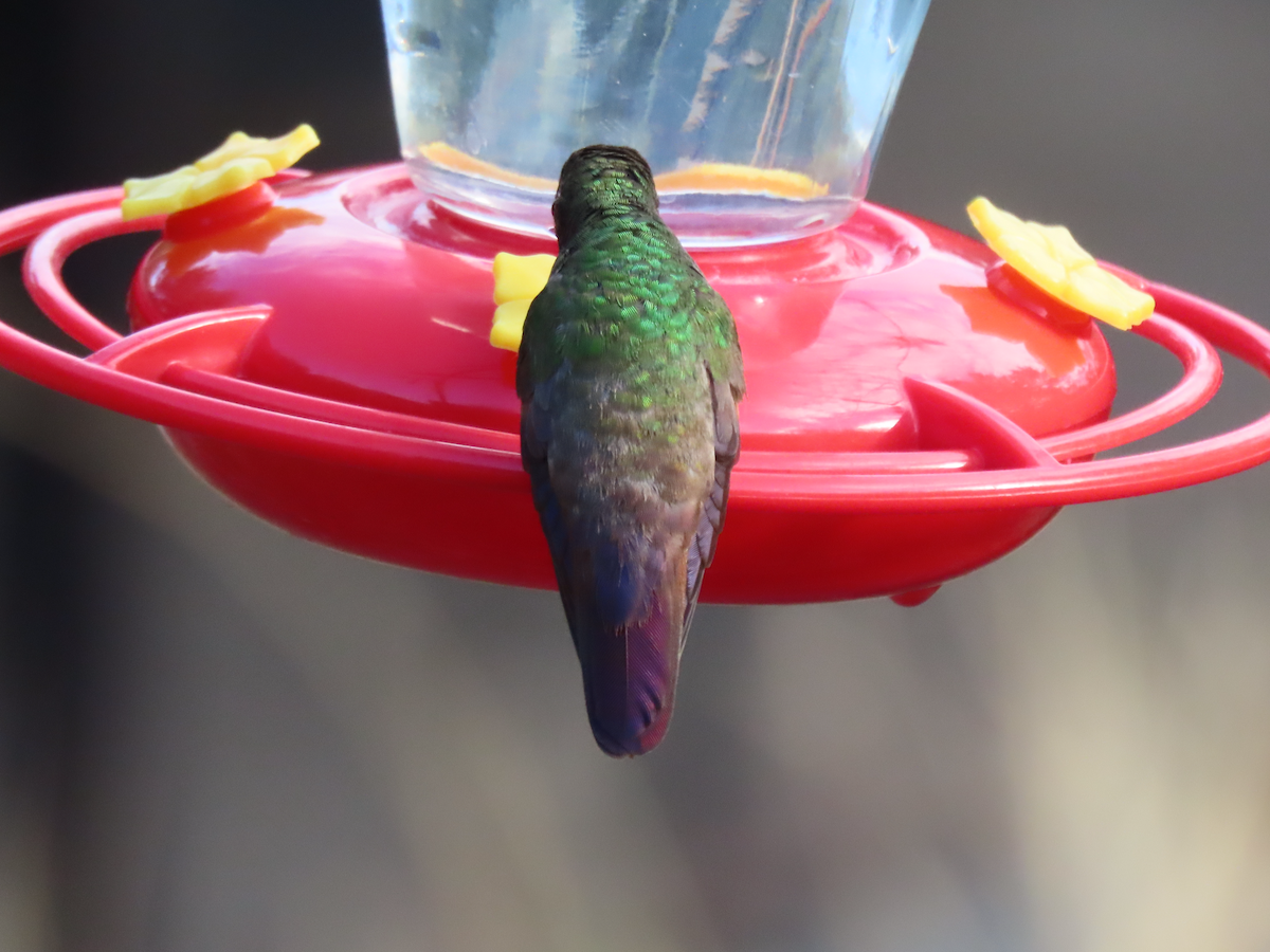 Berylline Hummingbird - ML640298987