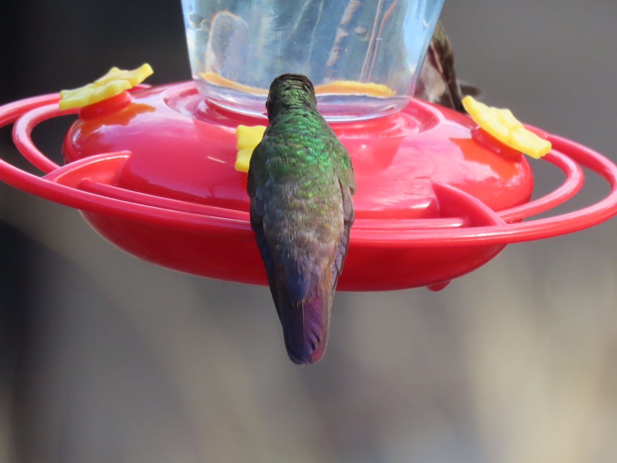 Berylline Hummingbird - ML640298988