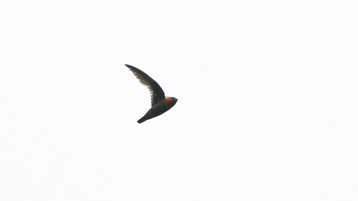 Chestnut-collared Swift - ML640299013