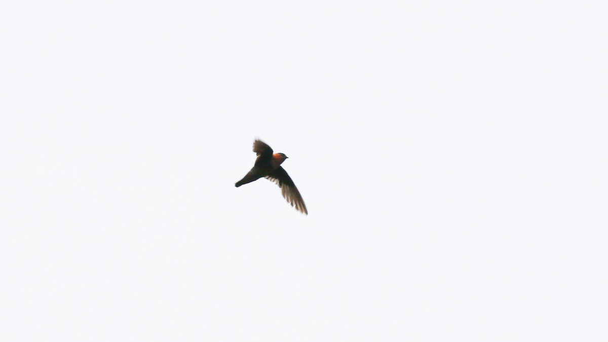 Chestnut-collared Swift - ML640299015