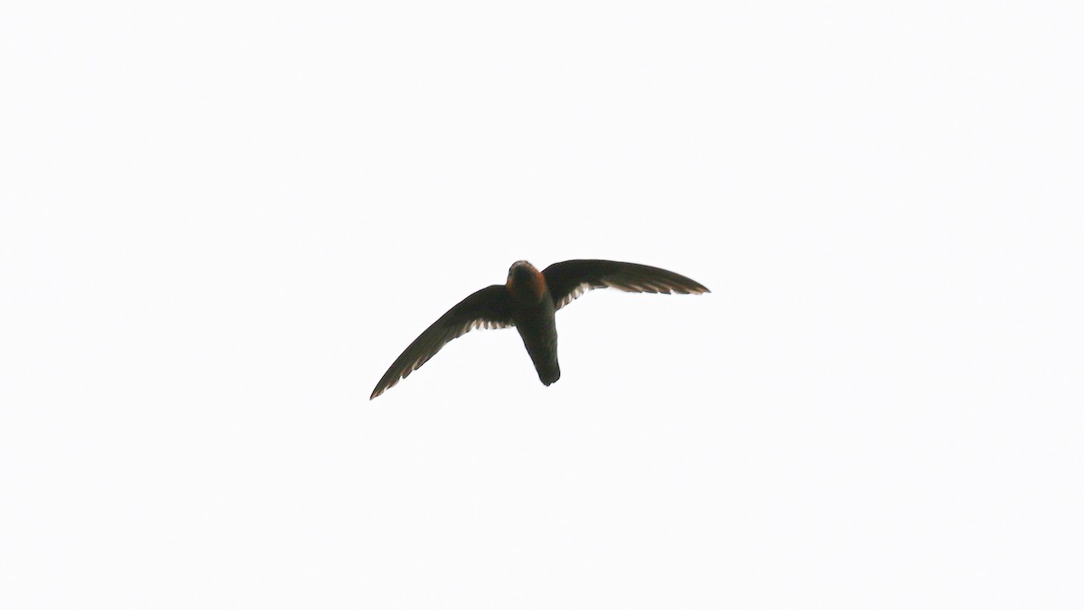 Chestnut-collared Swift - ML640299016