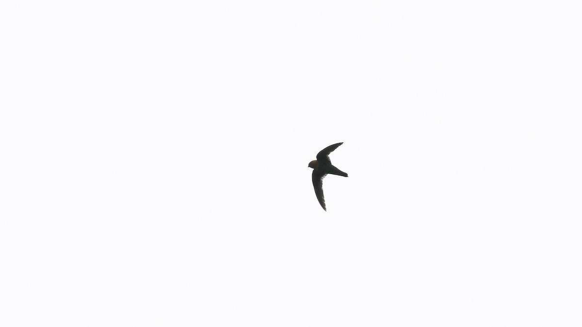 Chestnut-collared Swift - ML640299017