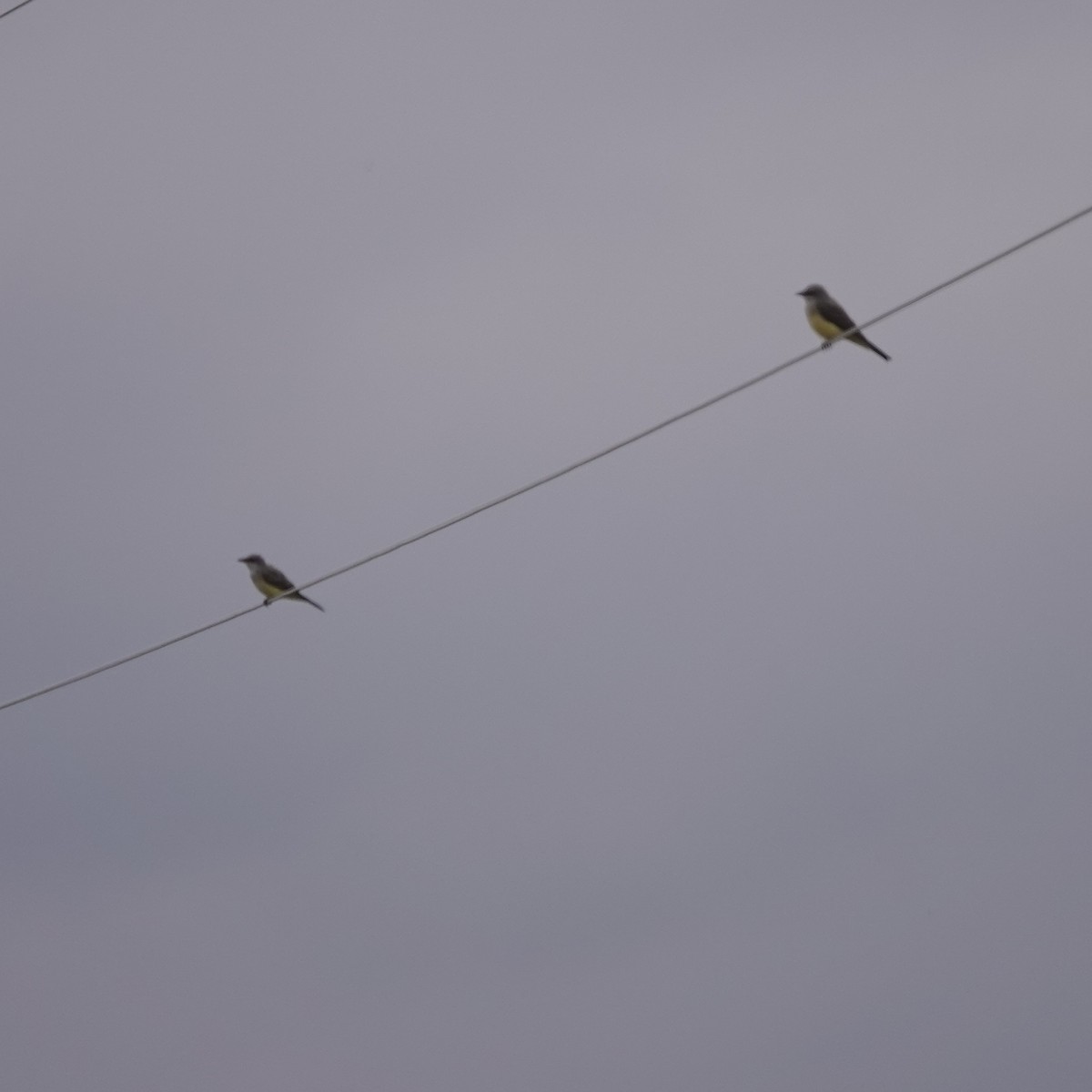 Western Kingbird - ML640299050