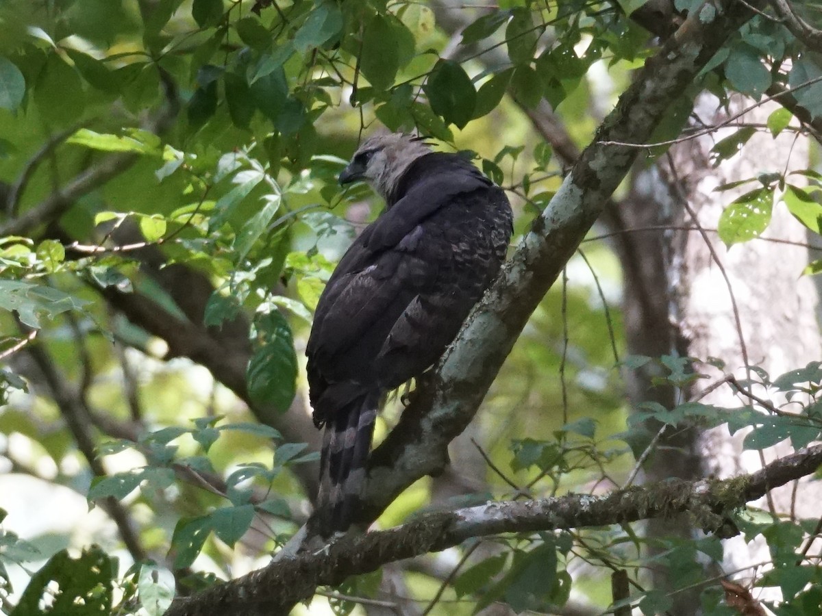 Crested Eagle - ML640299061