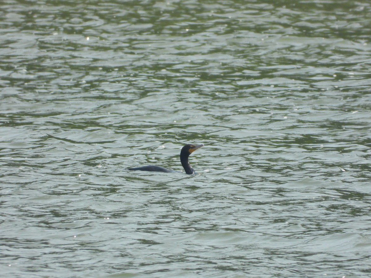 Double-crested Cormorant - ML640299072