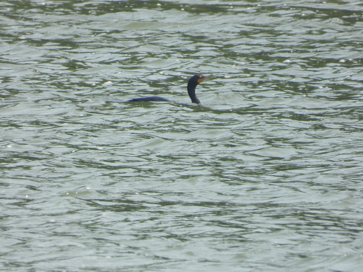 Double-crested Cormorant - ML640299073