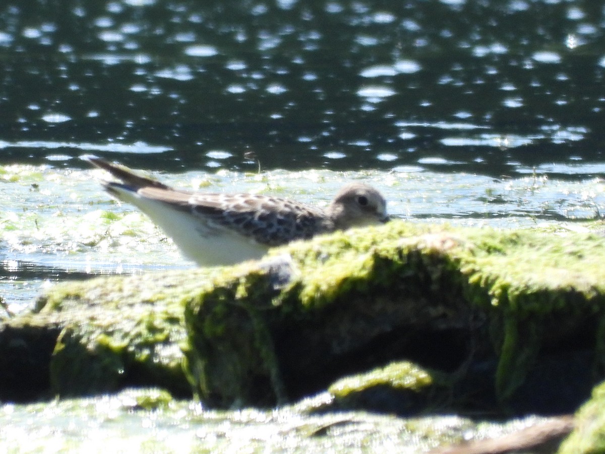 ヒメウズラシギ - ML640299078