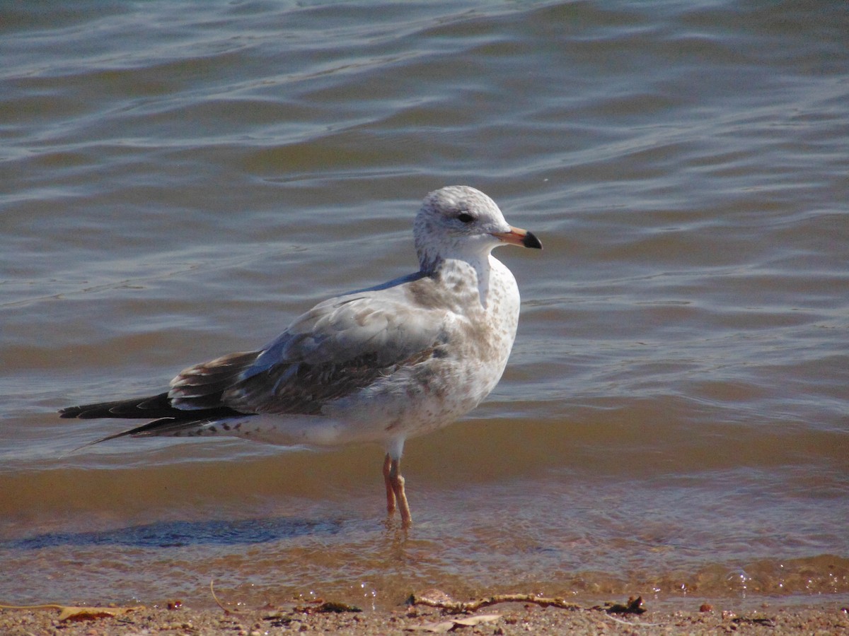 California Gull - ML640299079