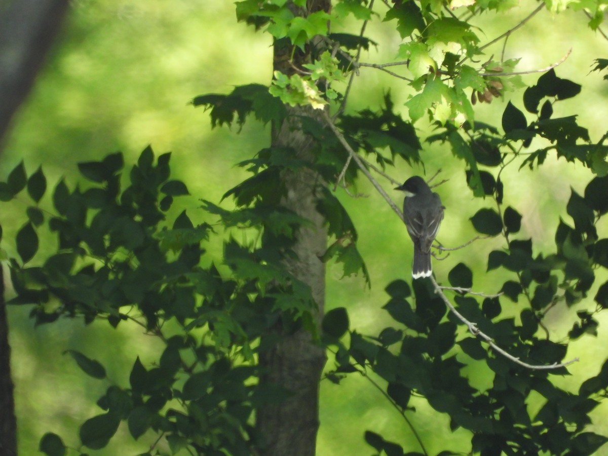 Eastern Kingbird - ML640299081