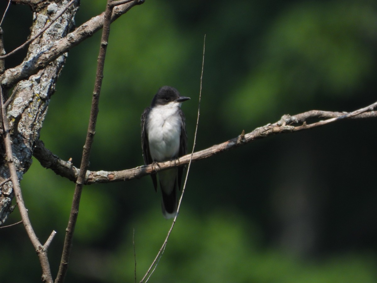 Eastern Kingbird - ML640299082