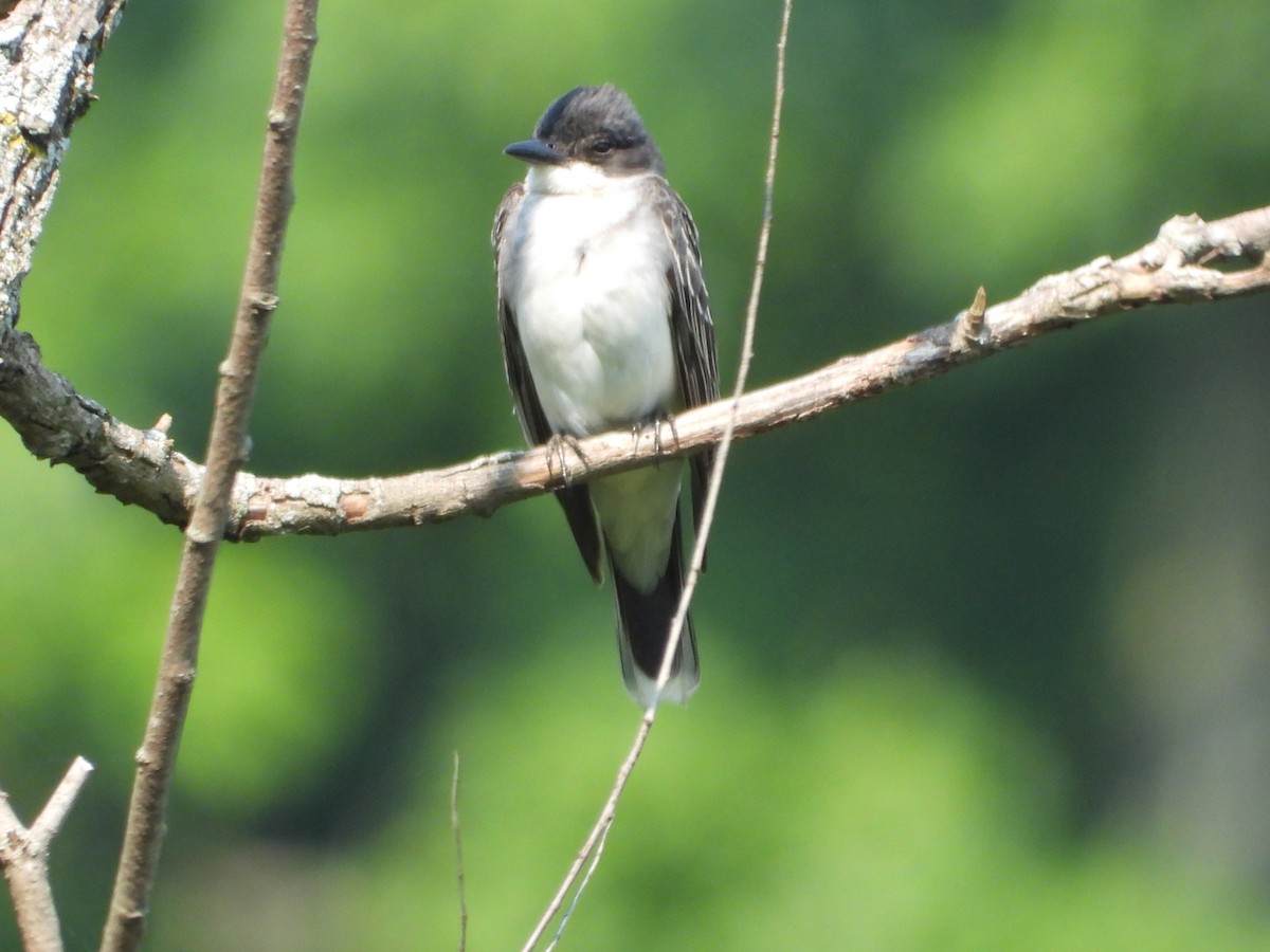 Eastern Kingbird - ML640299083