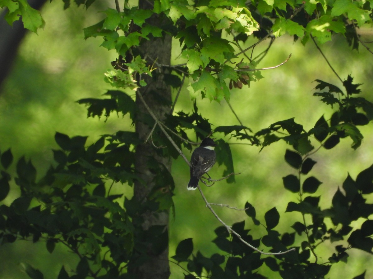 Eastern Kingbird - ML640299084
