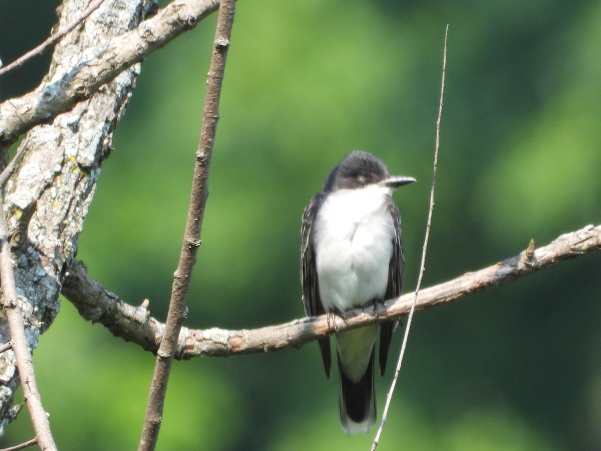Eastern Kingbird - ML640299086