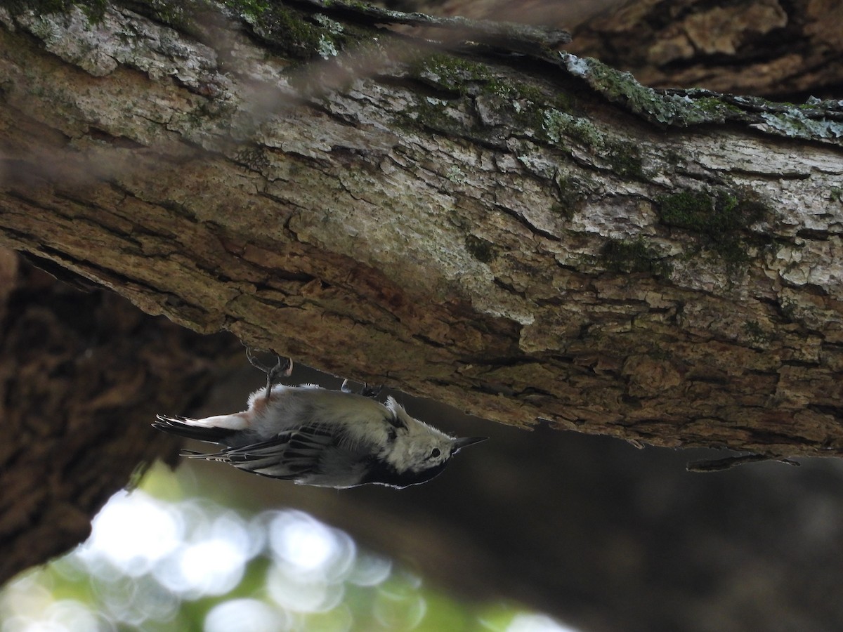 White-breasted Nuthatch - ML640299094