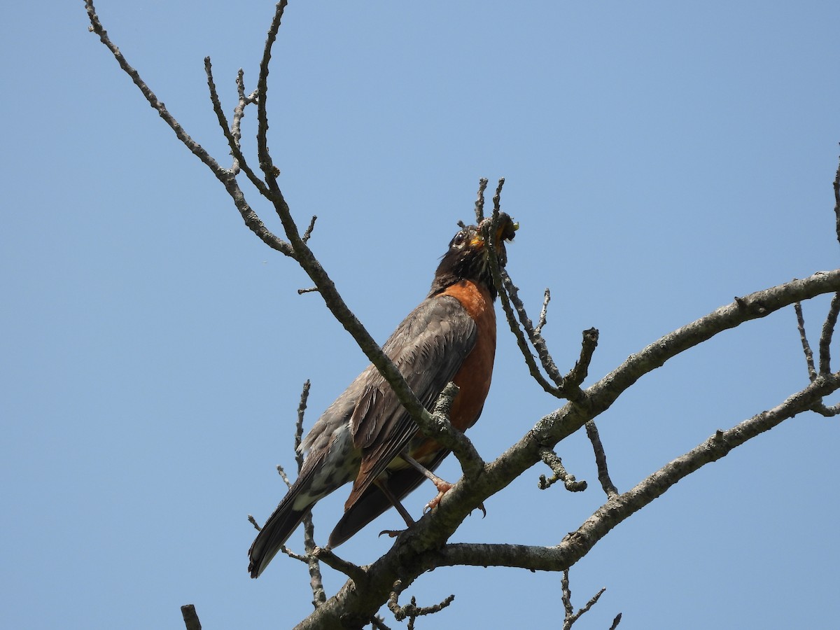 American Robin - ML640299099