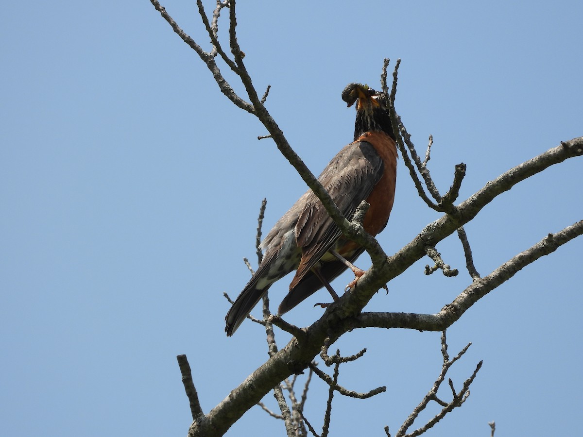 American Robin - ML640299100