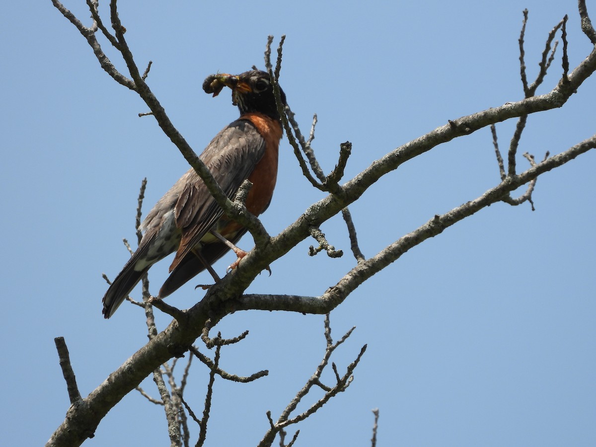 American Robin - ML640299101