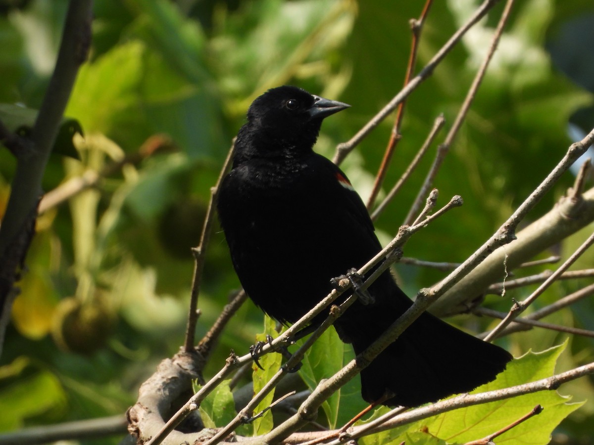 Red-winged Blackbird - ML640299109