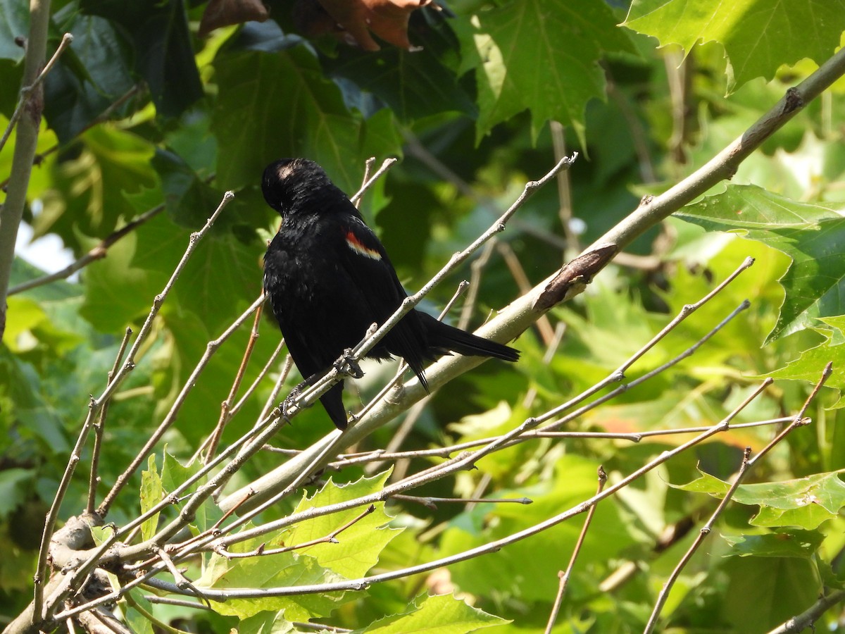 Red-winged Blackbird - ML640299110