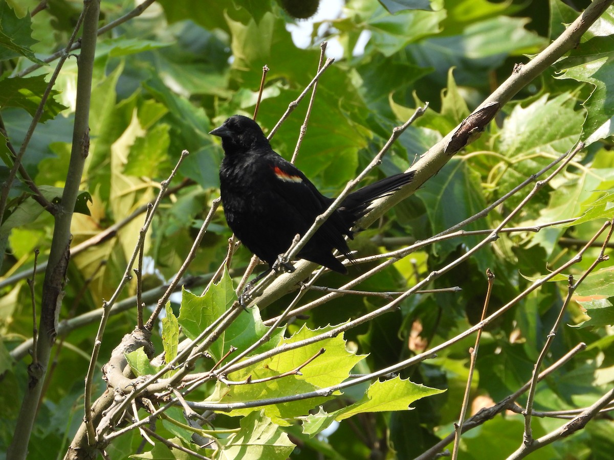 Red-winged Blackbird - ML640299144